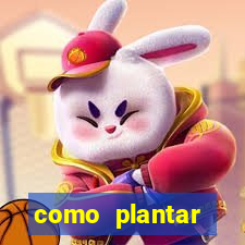 como plantar gergelim no vaso