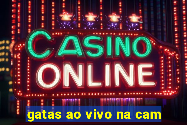 gatas ao vivo na cam