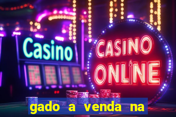 gado a venda na bahia olx