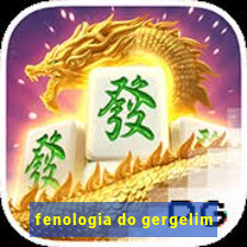 fenologia do gergelim